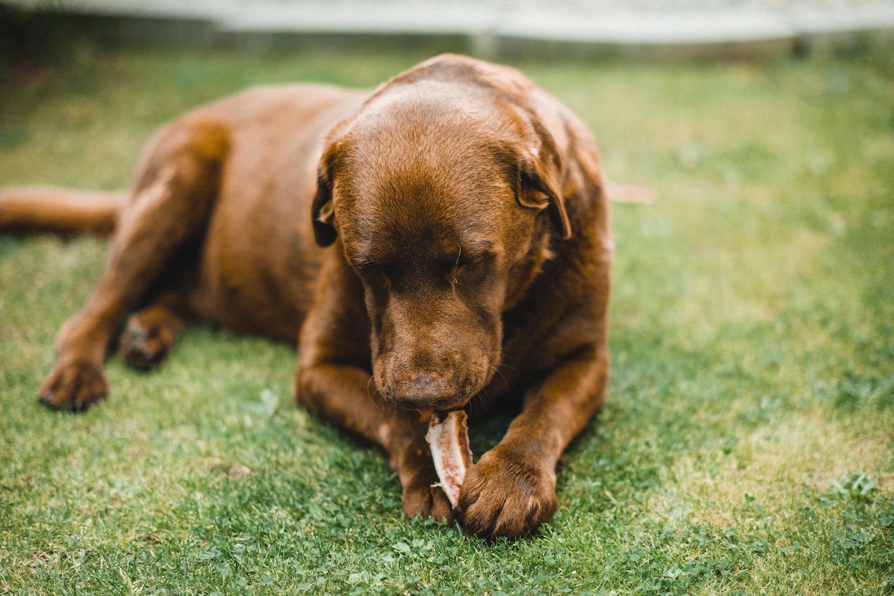 Orijen – Wybór doskonałej diety dla Twojego psa