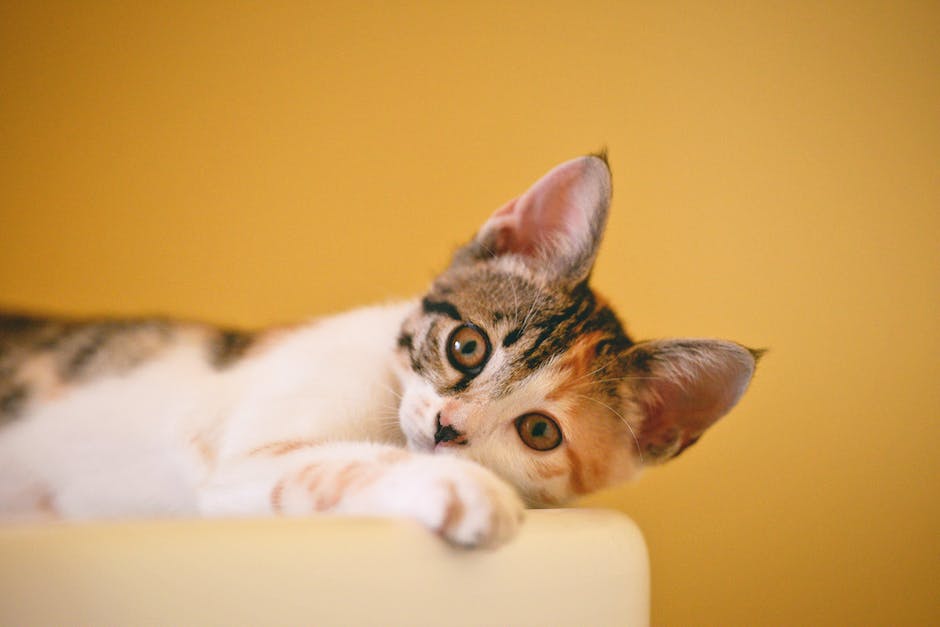 Małe kotki, wielkie przygody: Jak zapewnić małym kociętom radosne życie?